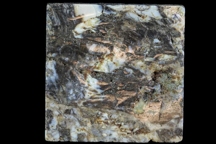 Rhynie Chert - Early Devonian Vascular Plant Fossils #86731